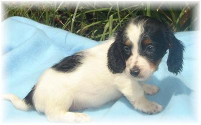 Dachshund Puppies for Sale