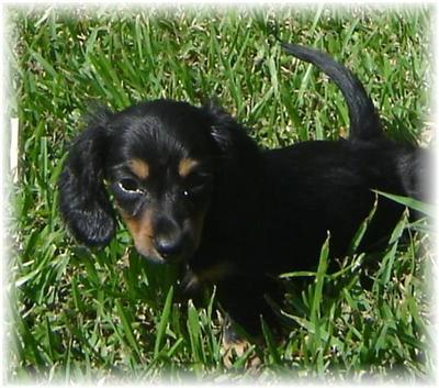 Dachshund Puppies for Sale