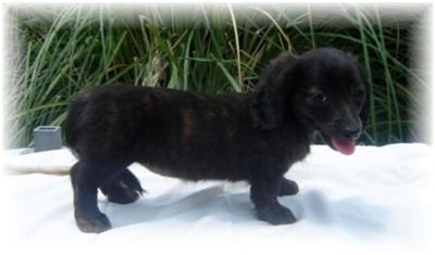 Dachshund Puppies for Sale