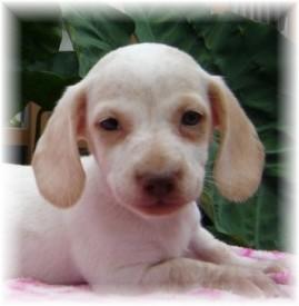 Dogs for Sale in TX