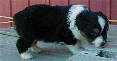 Miniature Australian Shepherd Puppies for Sale