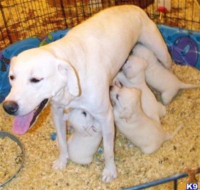 Dogs for Sale in CA