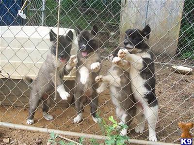 Akita Puppies in AL
