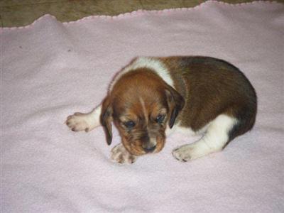 Basset Hound Puppies for Sale