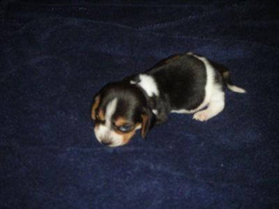 Basset Hound Puppies for Sale