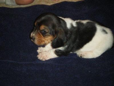 Basset Hound Puppies for Sale
