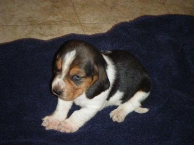 Basset Hound Puppies for Sale