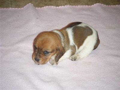 Basset Hound Puppies for Sale