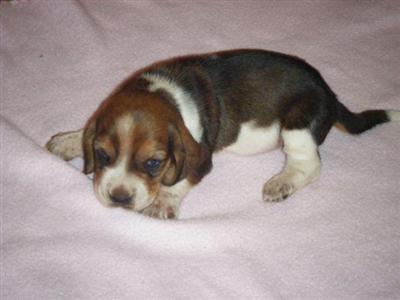 Basset Hound Puppies for Sale