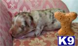 Australian Shepherd Puppies for Sale