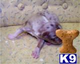 Australian Shepherd Puppies for Sale