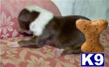 Australian Shepherd Puppies for Sale