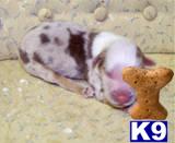 Australian Shepherd Puppies for Sale