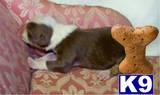 Australian Shepherd Puppies for Sale
