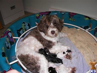 Portuguese Water Dog Puppies for Sale