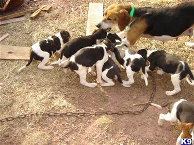 Puppies in PA
