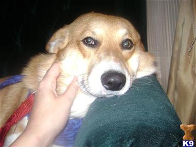 Stud Dogs - Cardigan Welsh Corgi