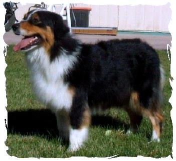 Australian Shepherd Puppies for Sale