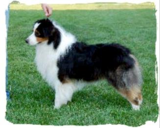 Australian Shepherd Puppies for Sale
