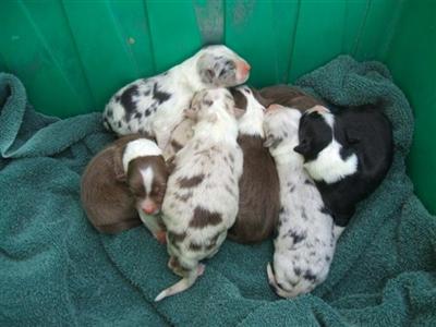 Puppies in UT