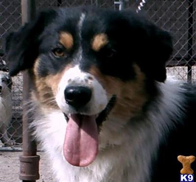 Dogs for Sale in UT