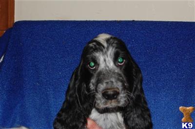 English Cocker Spaniel Puppies for Sale