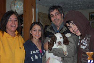 English Springer Spaniel Puppies for Sale
