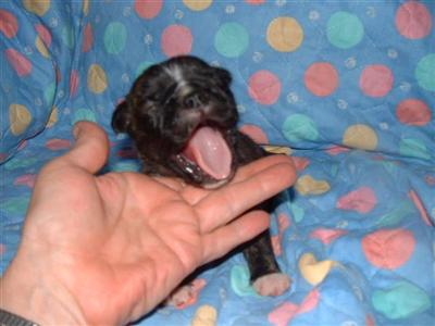 Pug Puppies for Sale