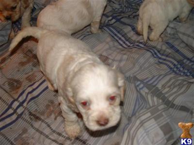 Puppies in MI