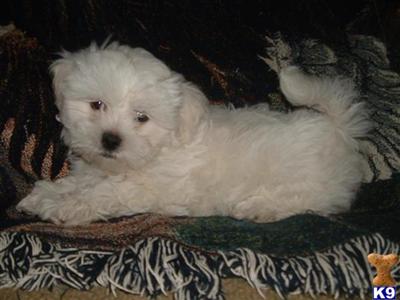 Puppies in MI
