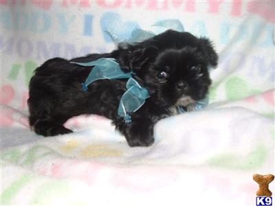 Puppies in MI