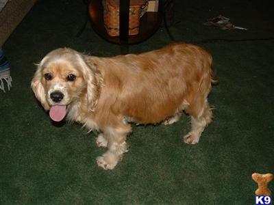 Dogs for Sale