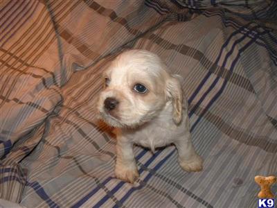 Puppies in MI