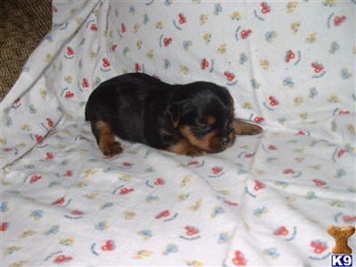 Puppies in MI