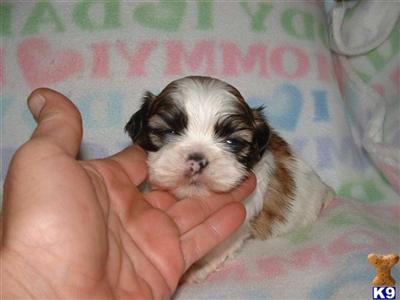 Puppies in MI