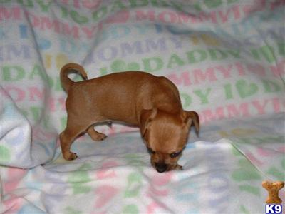 Puppies in MI
