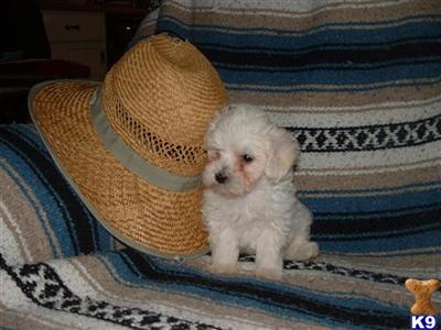 Puppies in MI