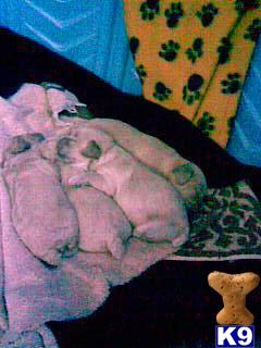 Puppies in MI