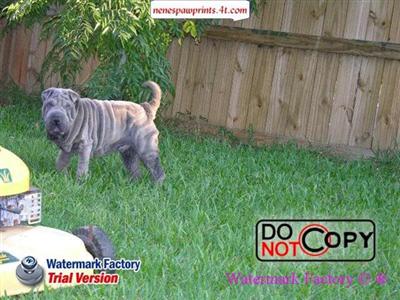 Stud Dogs - Chinese Shar-Pei
