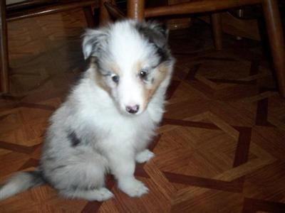 Shetland Sheepdog Puppies for Sale