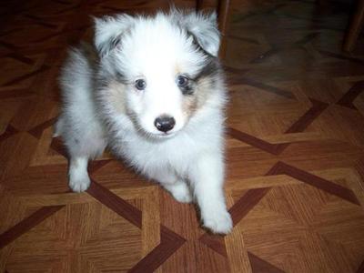 Shetland Sheepdog Puppies for Sale