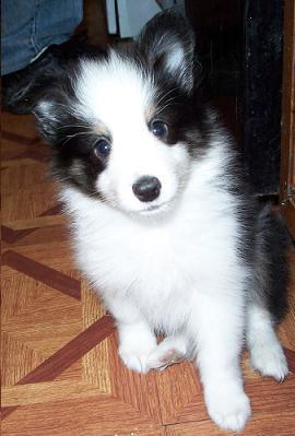 Shetland Sheepdog Puppies for Sale