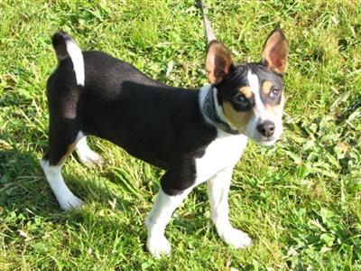 Basenji Puppies for Sale