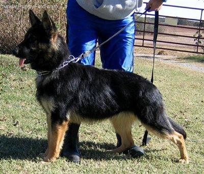 Dogs - German Shepherd