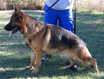 Dogs - German Shepherd