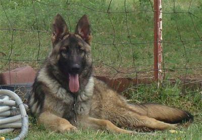 Dogs - German Shepherd