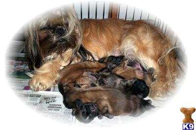 Puppies in SC