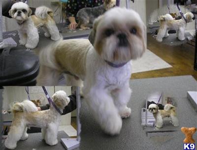 Puppies in DE