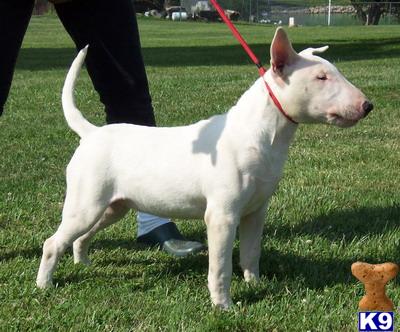 Dogs - Bull Terrier
