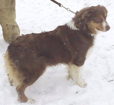 Dogs - Australian Shepherd